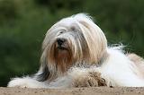 TERRIER DU TIBET 218